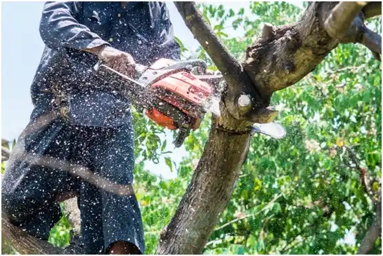 tree services Pacific City